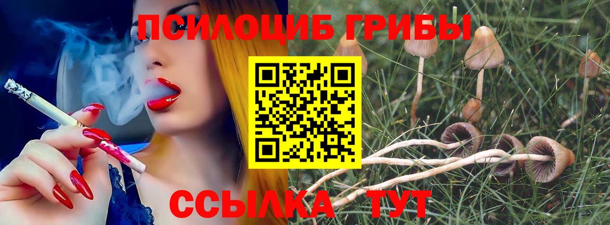 Псилоцибиновые грибы Psilocybe Нижнекамск